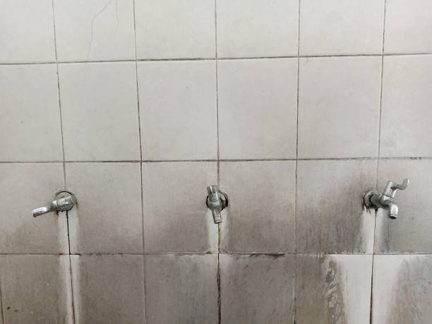 Best Basement water damage restoration  in Red Bud, IL