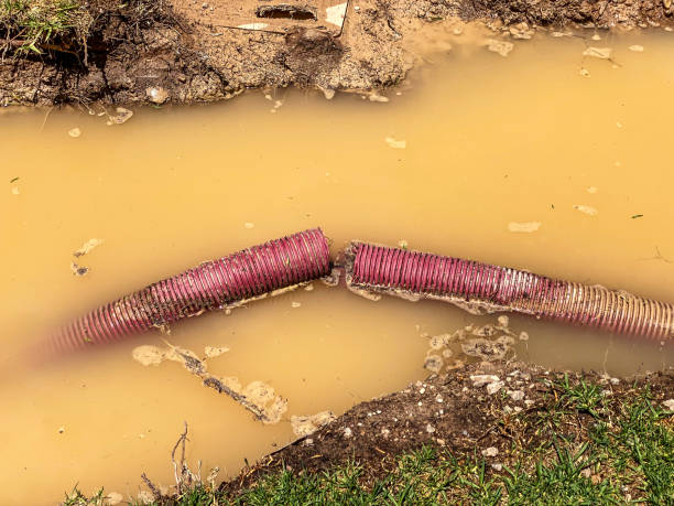 Best Flood damage cleanup  in Red Bud, IL